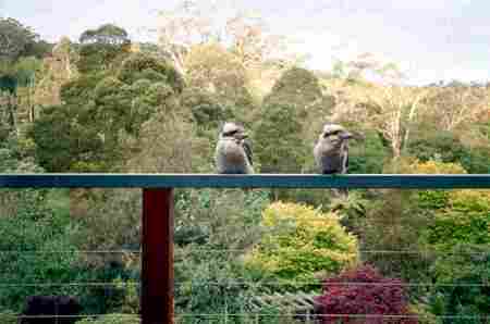 Mast Gully Gardens - Whitsundays Accommodation 0