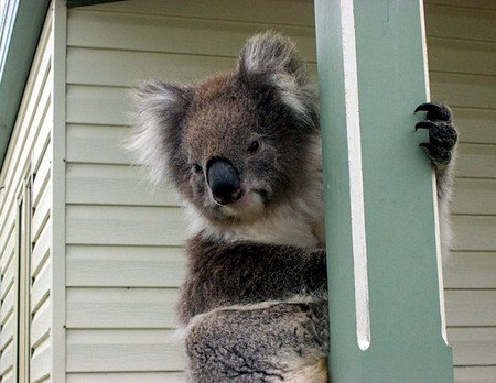 Hopkins River Caravan Park - Whitsundays Accommodation 4