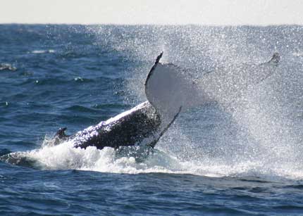 Whale Watching Sydney - Whitsundays Accommodation 0