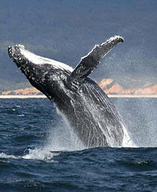 Whale Watching Sydney - Whitsundays Accommodation 2