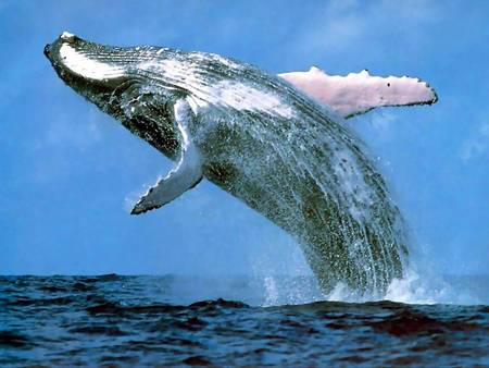 Whale Watching Sydney - Whitsundays Accommodation 3