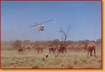 Kings Creek Station - Whitsundays Accommodation 2