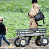 Perth City Farm Organic Markets - Whitsundays Accommodation