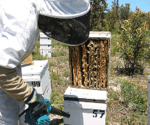 The House of Honey - Whitsundays Accommodation