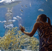 The Aquarium of Western Australia - Whitsundays Accommodation