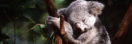 Koala And River Cruise By Mirimar Cruises - Whitsundays Accommodation 0