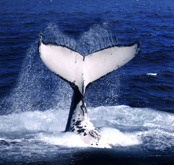 Brisbane Whale Watching - Whitsundays Accommodation