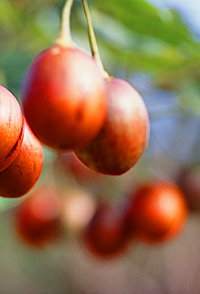 Whitsundays Accommodation