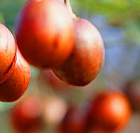 Tropical Fruit World - Whitsundays Accommodation