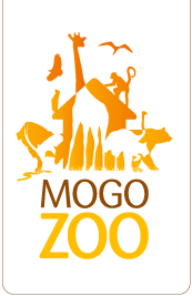 Mogo Zoo - Whitsundays Accommodation