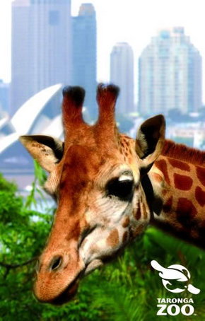 Taronga Zoo - Whitsundays Accommodation 3