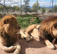 Mansfield Zoo - Whitsundays Accommodation
