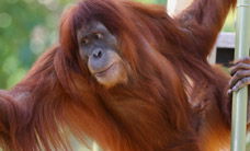 Melbourne Zoo - Whitsundays Accommodation 1