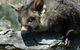 Moonlit Sanctuary Wildlife Conservation Park - thumb 0