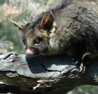 Moonlit Sanctuary Wildlife Conservation Park - Whitsundays Accommodation