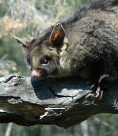 Moonlit Sanctuary Wildlife Conservation Park - Whitsundays Accommodation 0
