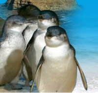 Phillip Island Penguin Parade - Whitsundays Accommodation