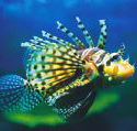 Underwater World - Whitsundays Accommodation