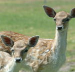 Marapana Wildlife Park - Whitsundays Accommodation