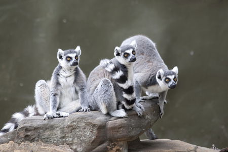Adelaide Zoo - Whitsundays Accommodation 0