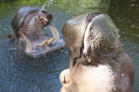 Adelaide Zoo - Whitsundays Accommodation 2