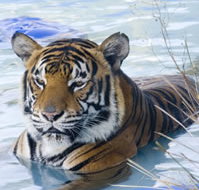 Zoo Doo Wildlife Park - Whitsundays Accommodation