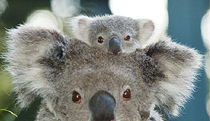 Port Macquarie NSW Whitsundays Accommodation