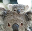 Billabong Koala and Wildlife Park - Whitsundays Accommodation