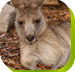 Calmsley Hill City Farm - Whitsundays Accommodation