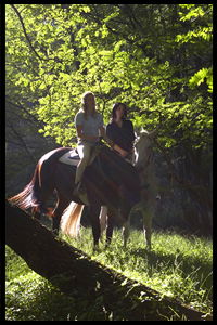 Glenworth Valley Horseriding - Whitsundays Accommodation 2