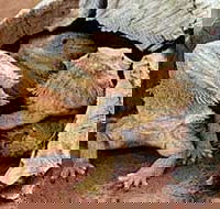 Alice Springs Reptile Centre - Whitsundays Accommodation