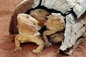 Alice Springs Reptile Centre - Whitsundays Accommodation 0