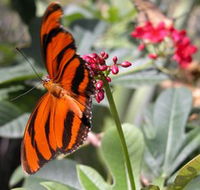 Butterfly Farm - Whitsundays Accommodation