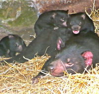 East Coast Natureworld - Whitsundays Accommodation