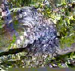 Koala Conservation Centre - Whitsundays Accommodation