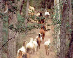 High Country Horses - Whitsundays Accommodation 2