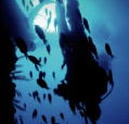 Scuba World - Whitsundays Accommodation