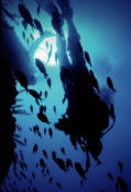 Scuba World - Whitsundays Accommodation 0