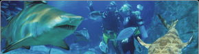 Scuba World - Whitsundays Accommodation 1