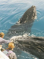 Storeyline Tours - Whitsundays Accommodation 1
