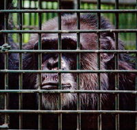 Rockhampton Zoo - Whitsundays Accommodation