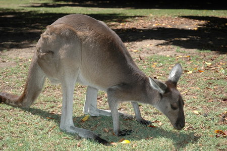 Bunbury Wildlife Park - Whitsundays Accommodation 1