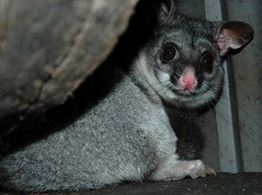 Bunbury Wildlife Park - Whitsundays Accommodation 2