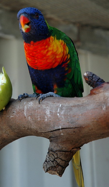 Bunbury Wildlife Park - Whitsundays Accommodation 3