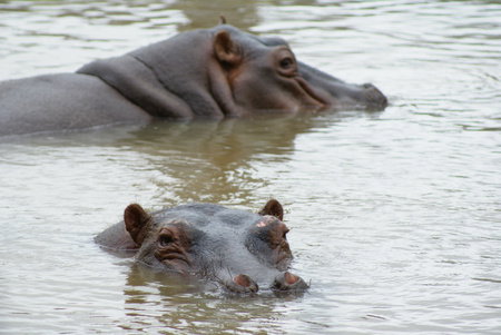 Cairns Wildlife Safari Reserve - Whitsundays Accommodation 2