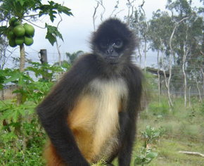 Cairns Wildlife Safari Reserve - Whitsundays Accommodation 3