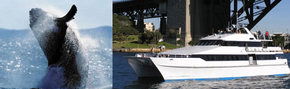 Prestige Harbour Cruises - Whitsundays Accommodation 3