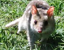 Book Victor Harbor SA Attractions Whitsundays Accommodation Whitsundays Accommodation