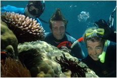 Dolphin Wild - Whitsundays Accommodation 1