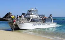 Dolphin Wild - Whitsundays Accommodation 2